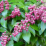 Pieris japonica 'Valley Valentine'.png